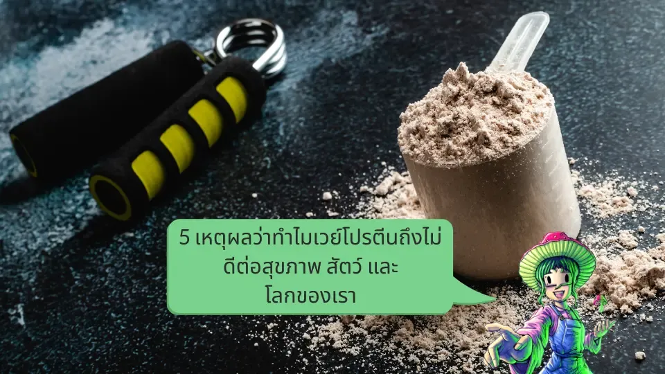 5 เหตุผลว่าทำไมเวย์โปรตีนถึงไม่ดีต่อสุขภาพ สัตว์ และโลกของเรา